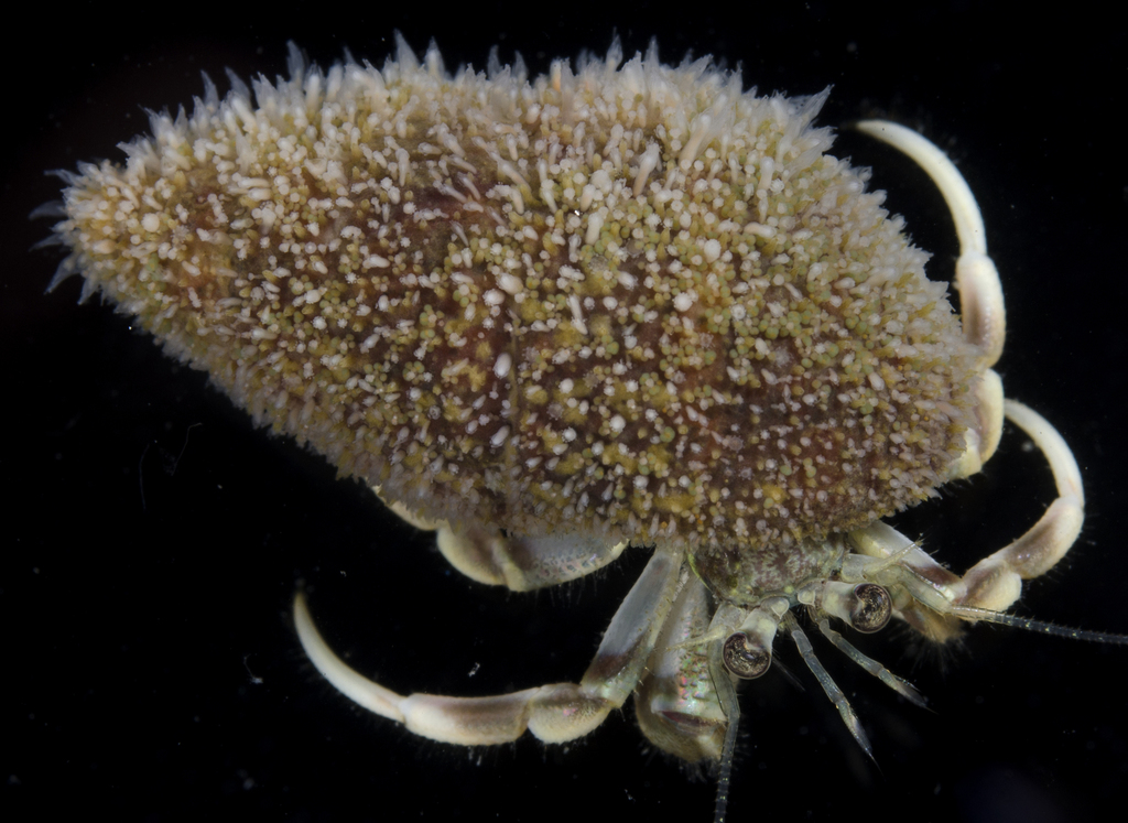 Hydractinia