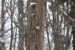 Sitta europaea