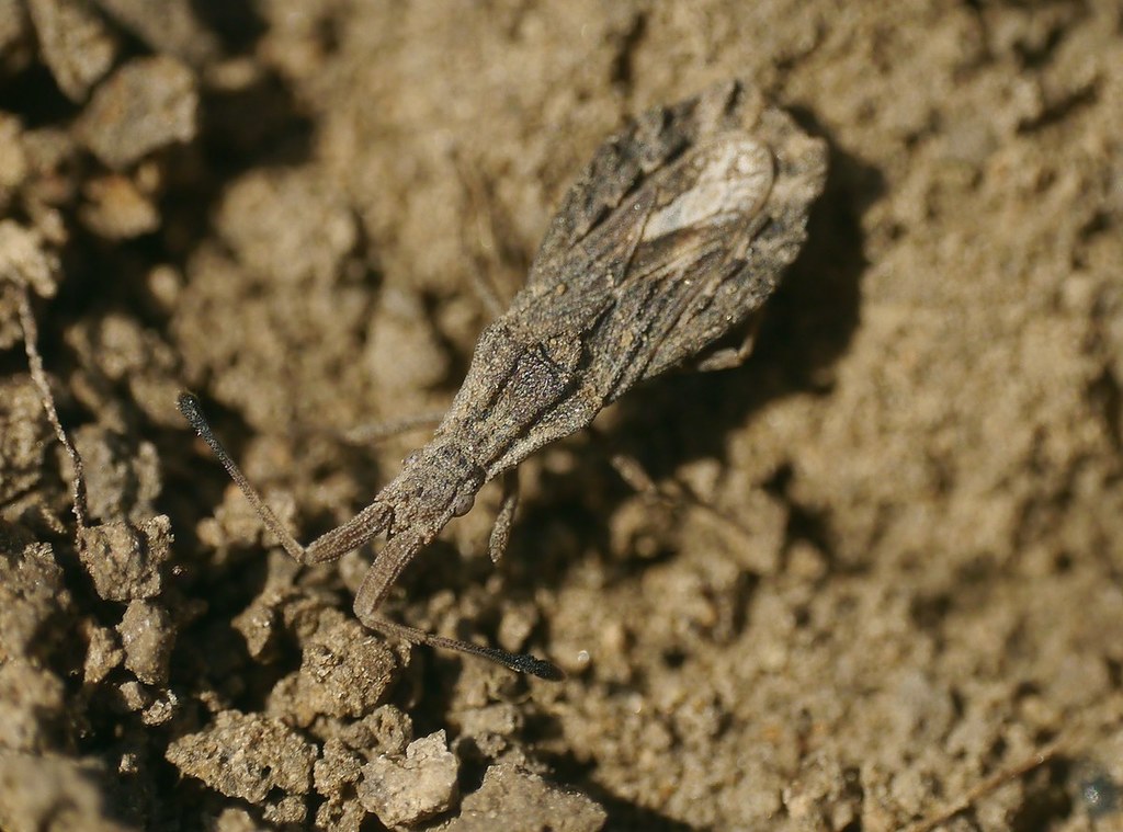 Spathocera obscura