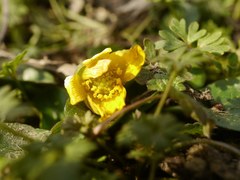 Ficaria verna calthifolia