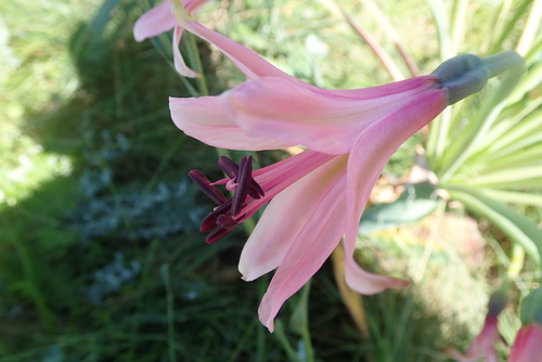 Image of Brunsvigia grandiflora by no rights reserved