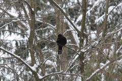 Turdus merula