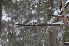 Parus major