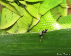 Coleosoma acutiventer