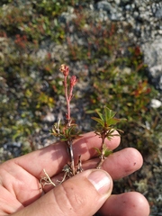 Rhododendron redowskianum