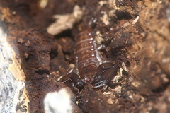 Liocheles