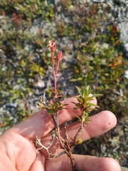 Rhododendron redowskianum