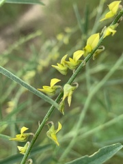 Crotalaria sphaerocarpa sphaerocarpa