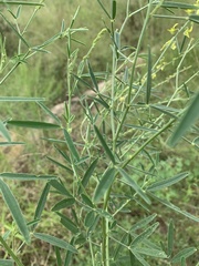 Crotalaria sphaerocarpa sphaerocarpa