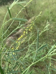 Crotalaria sphaerocarpa sphaerocarpa