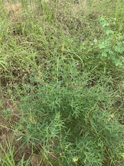Crotalaria sphaerocarpa sphaerocarpa