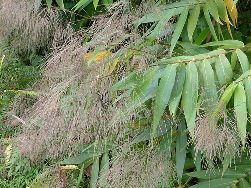 Thysanolaena latifolia image