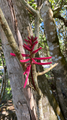 Erythrina herbacea image