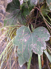 Eriocapitella vitifolia