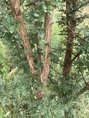 Ormocarpum trichocarpum