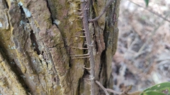 Ficus sarmentosa henryi