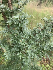 Ormocarpum trichocarpum