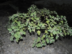 Chrozophora rottleri