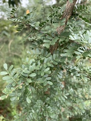 Ormocarpum trichocarpum