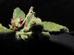 Chrozophora rottleri