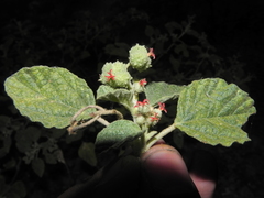 Chrozophora rottleri