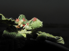 Chrozophora rottleri