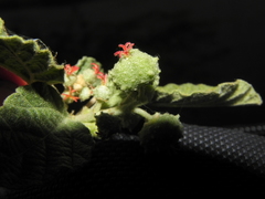 Chrozophora rottleri