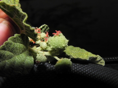 Chrozophora rottleri