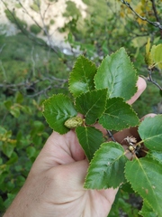 Betula lanata