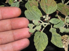 Chrozophora rottleri