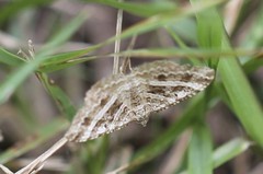 Chrysolarentia subrectaria