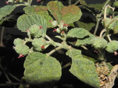 Chrozophora rottleri