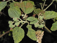 Chrozophora rottleri