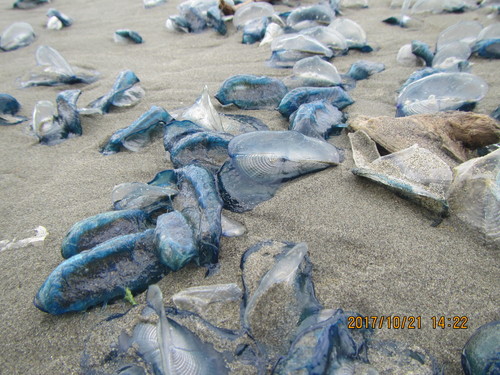 photo of By-the-wind Sailor (Velella velella)