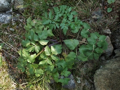 Angelica saxatilis