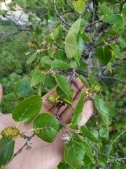 Betula lanata