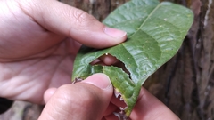 Ficus sarmentosa henryi