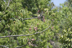 Aphanamixis polystachya