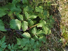 Angelica saxatilis
