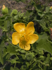 Abutilon