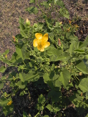 Abutilon