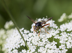 Spilomyia diophthalma