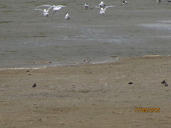 Calidris minuta
