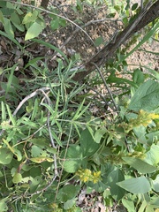 Cyphostemma omburense