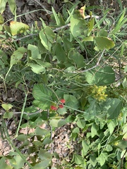 Cyphostemma omburense