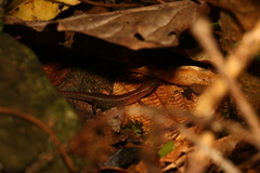 Sigaloseps deplanchei