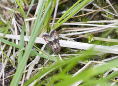 Photedes captiuncula
