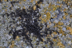 Crematogaster auberti