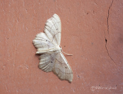 Idaea emarginata