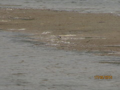 Calidris minuta